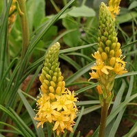 Bulbinella angustifolia 